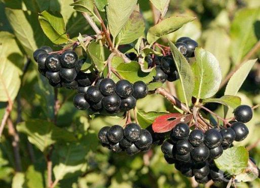 aronia