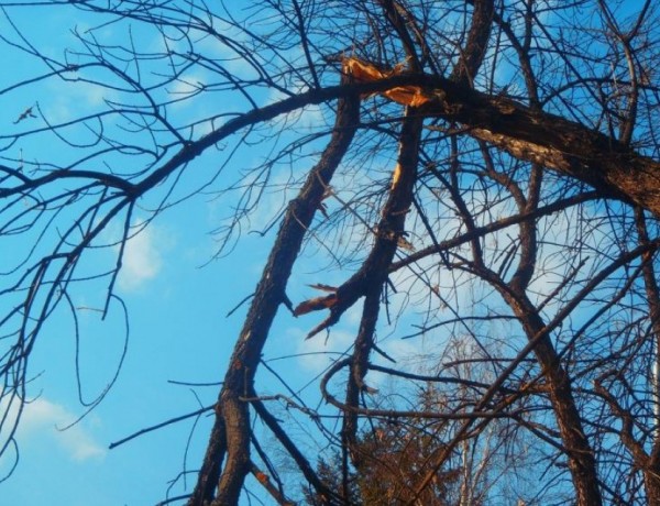 opasnidarveta