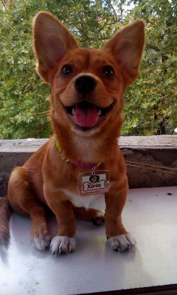 hachi