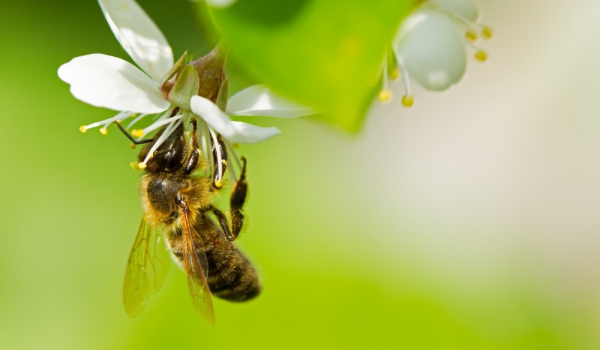 honey-bee1