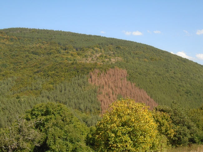 borove