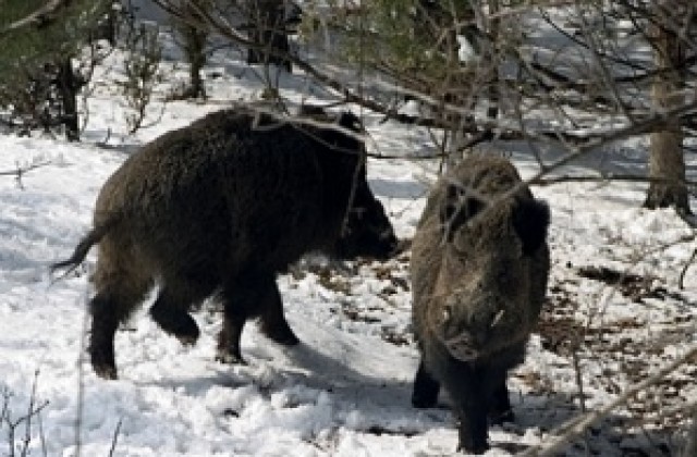 nalov-za-divi-svine-i-v-novata-godina
