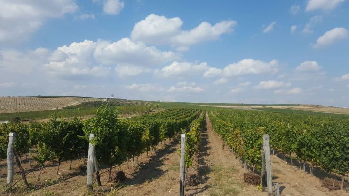 lozq vino grozde l