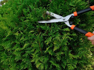 gardening-hrast5
