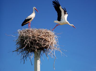 stork