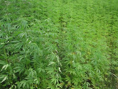 cannabis