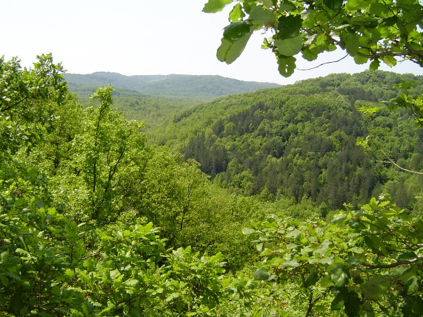 gori-hektari