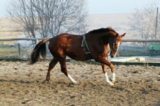 kon1