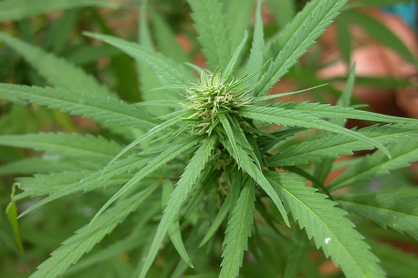 marijuana fl