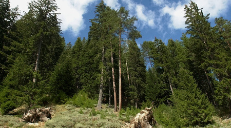 parkpirin