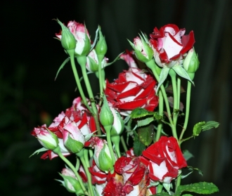 rozi