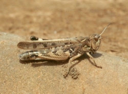 skakalec