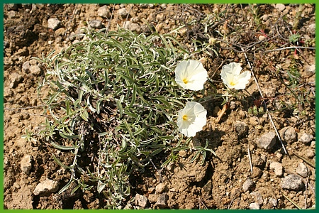 srebrista povetica