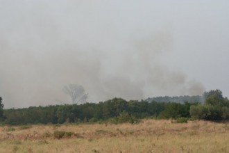 starnishta